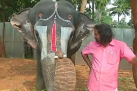 В Индии слониха научилась играть на губной гармонике