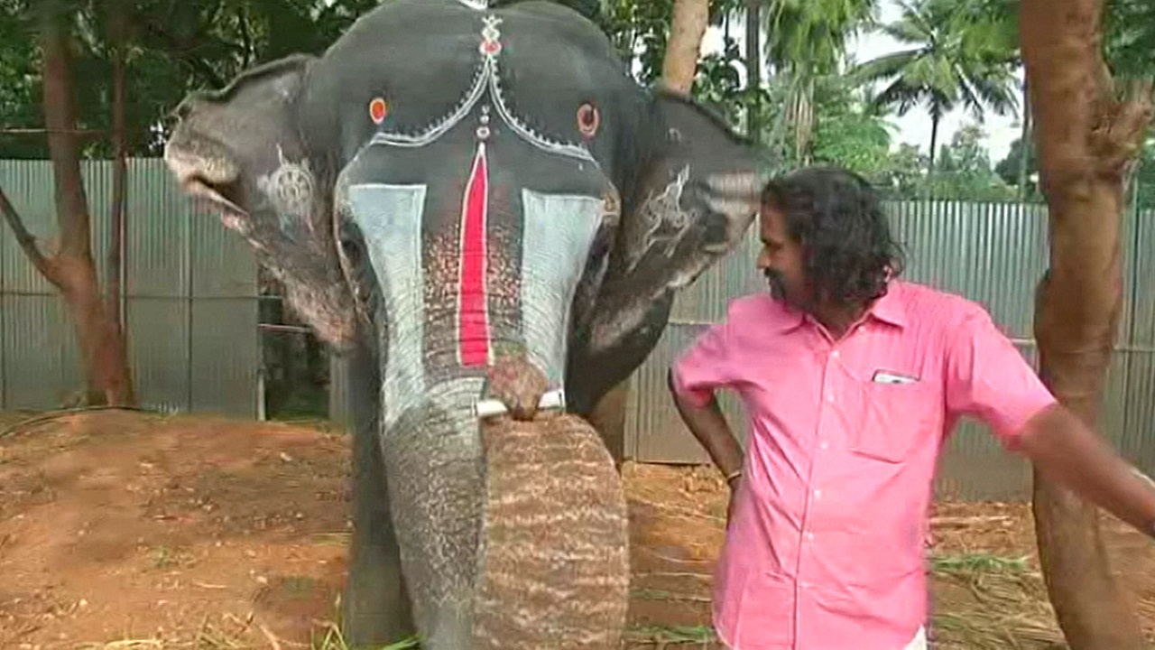 В Индии слониха научилась играть на губной гармонике