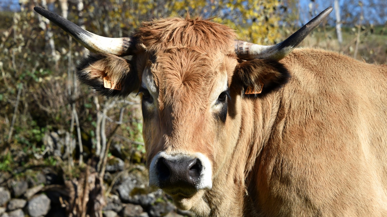 За что корова из Кюрьера прославится на всю Францию