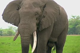 Кенийские фермеры не ужились со слонами: животных увозят в заповедник