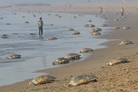 400 тысяч оливковых черепах сделали кладки на индийском пляже