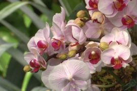 Обворожительные орхидеи расцвели в Ботаническом саду Нью-Йорка