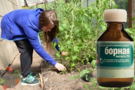 Как подкармливать борной кислотой помидоры – секреты и советы