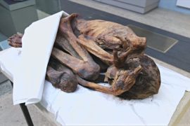 5000-летние татуировки нашли на коже египетских мумий