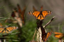 Бабочек монарх стало меньше из-за ураганов в Мексике и жары в США