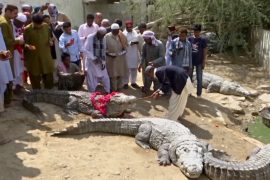 Фестиваль крокодила в Пакистане: кормление рептилий и танцы под барабаны