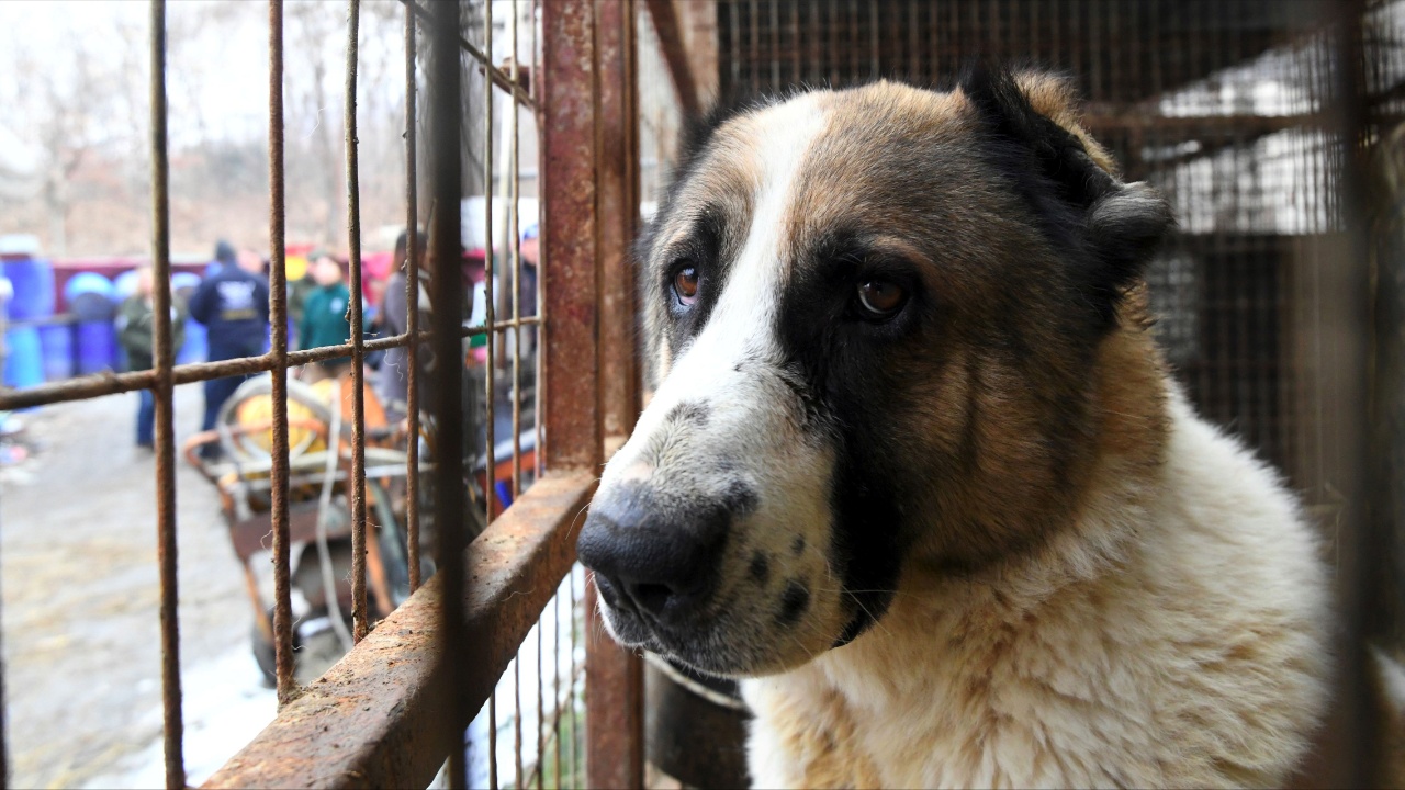 В Индонезии хотят запретить есть собачье мясо