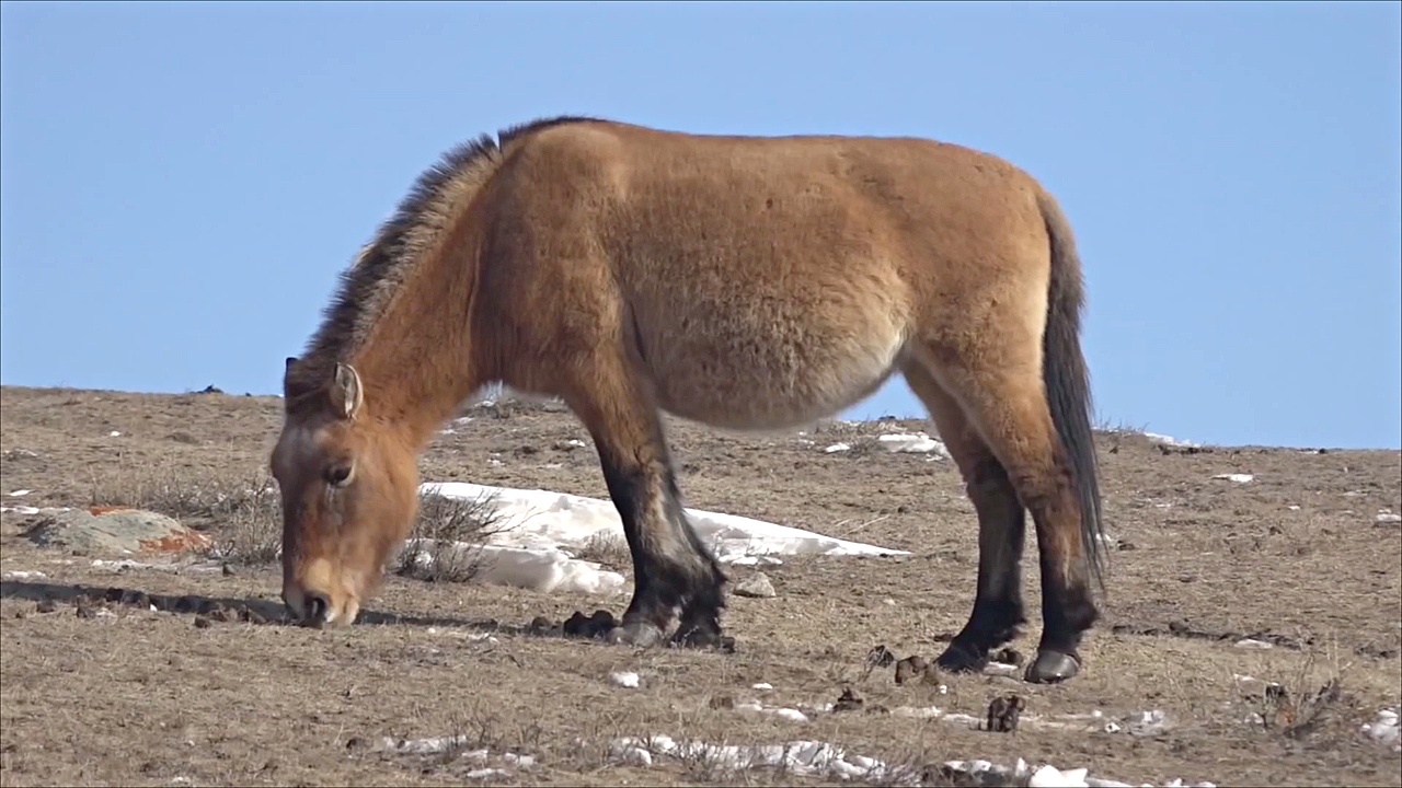 Лошадей Пржевальского становится больше в степях Монголии