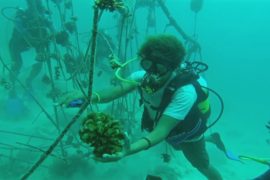 Коралловые фермы на берегу помогают спасти рифы на дне океана