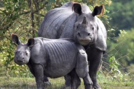 В маленьком заповеднике в Индии — носорожий «бум»