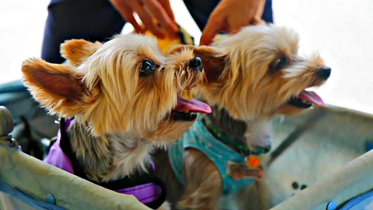 Гонконгцы не жалеют денег, чтобы провозить собак в салоне самолёта