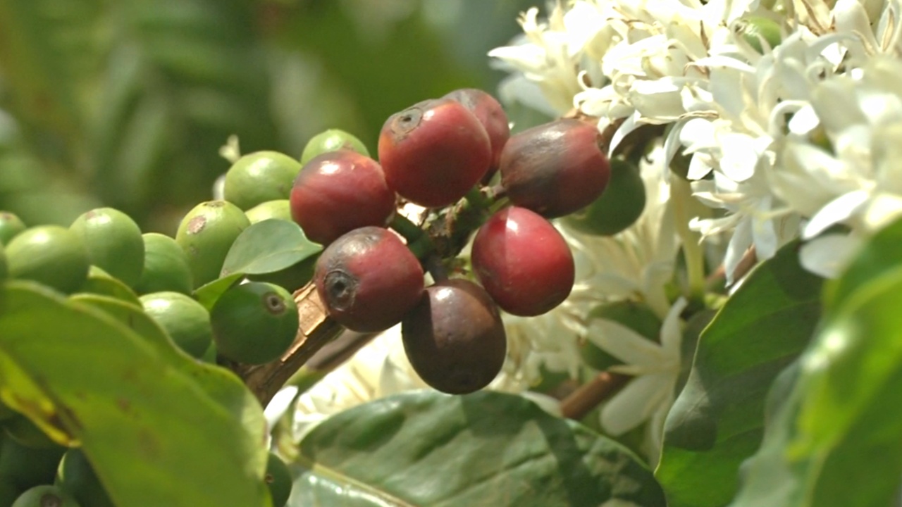 Кенийских фермеров поддерживают в выращивании кофе