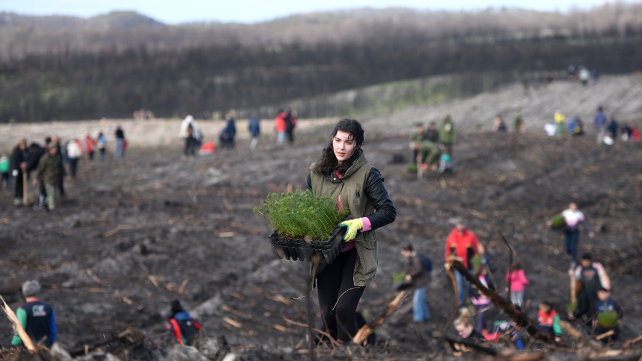 67 тысяч сосен посадили португальцы на месте сгоревшего леса