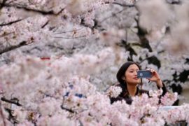 Японцы спешат занять место под цветущей сакурой