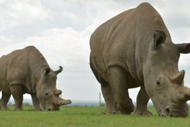 Министр туризма Кении: «За владение рогом носорога нужно сажать пожизненно»