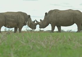 В кенийском заповеднике начали помечать носорогов