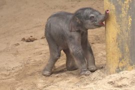 Тройная радость: в бельгийском зоопарке родился третий за год слонёнок