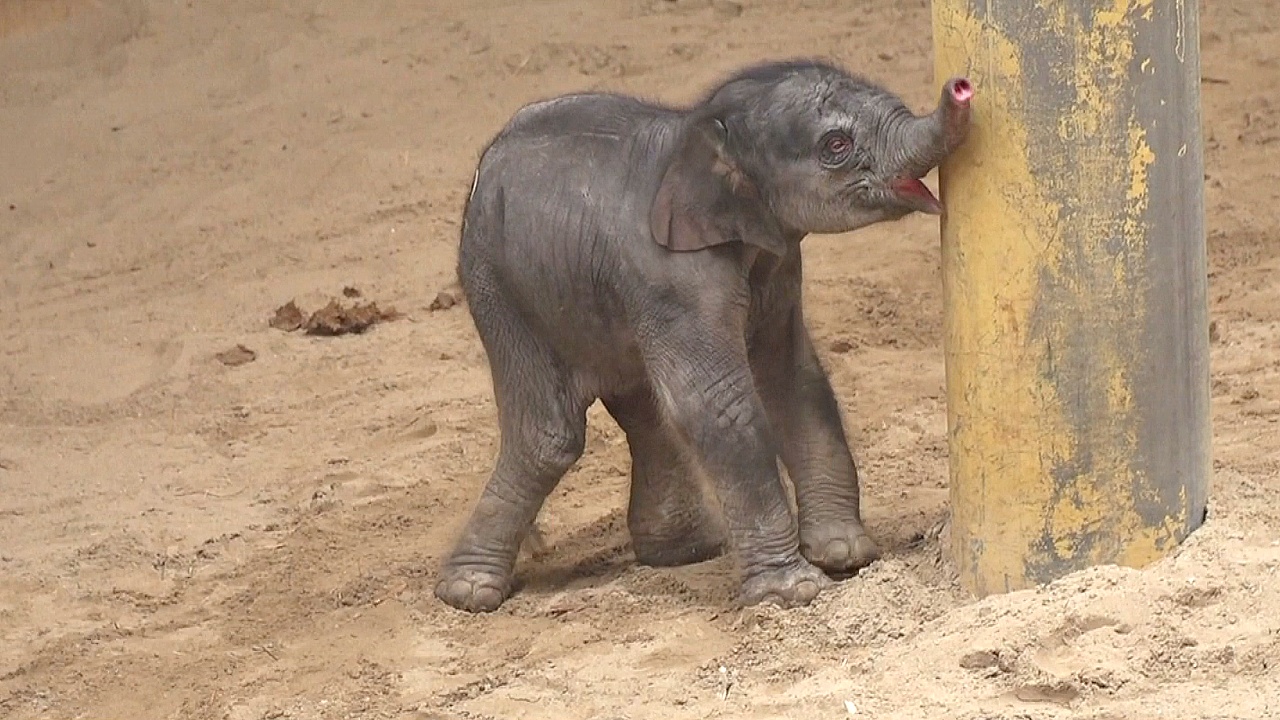 Слоненок в зоопарке