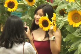 Лабиринты из цветущих подсолнухов привлекают туристов на Филиппинах