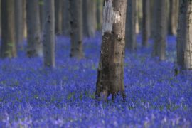 «Синий лес» снова манит волшебными коврами из колокольчиков