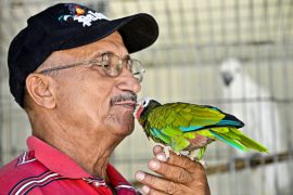 «Чёрный рынок» экзотических птиц процветает на Кубе