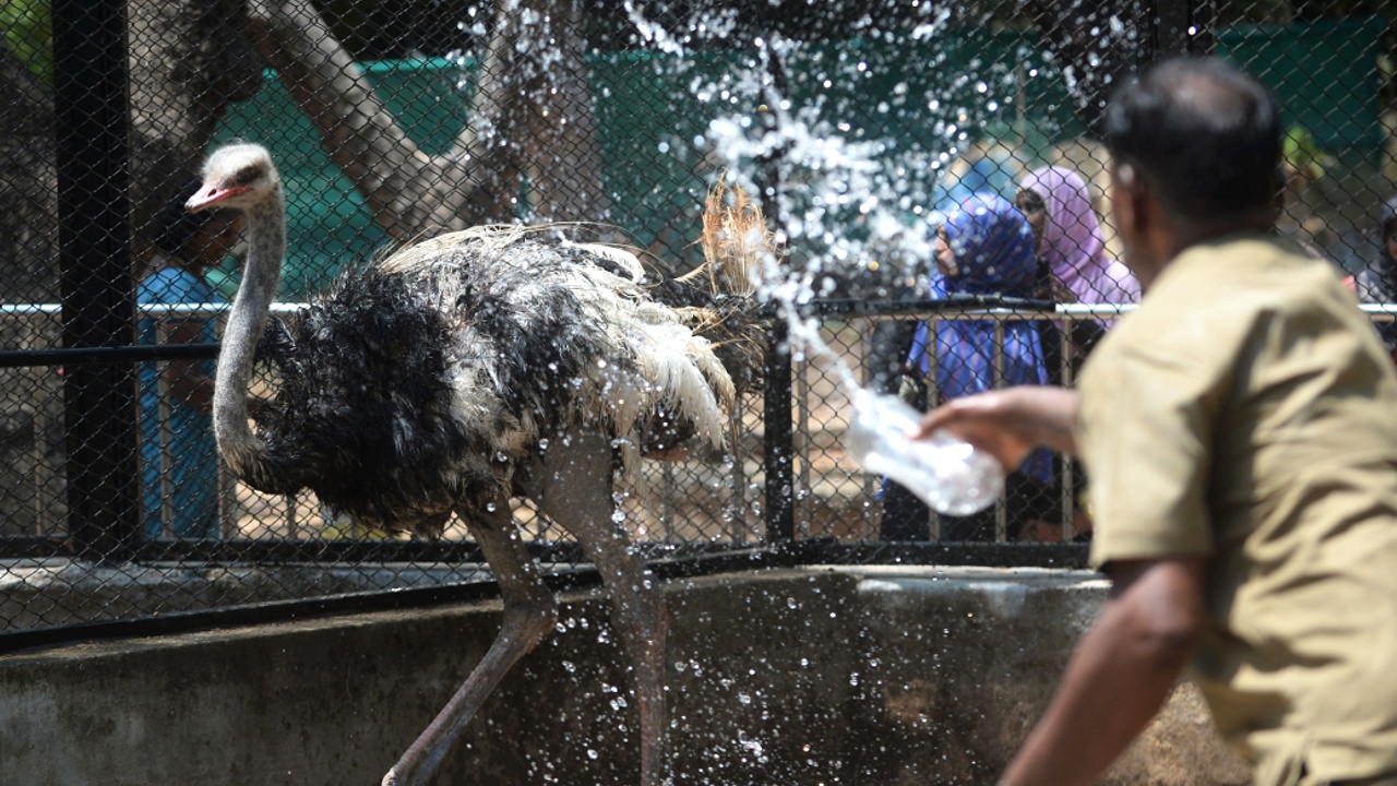 Водой и туманом спасают от жары питомцев индийского зоопарка