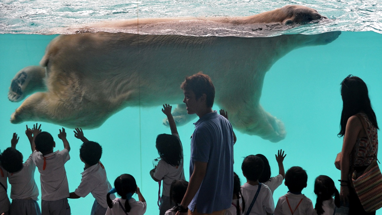 В Сингапуре умер первый белый медведь, родившийся в тропиках