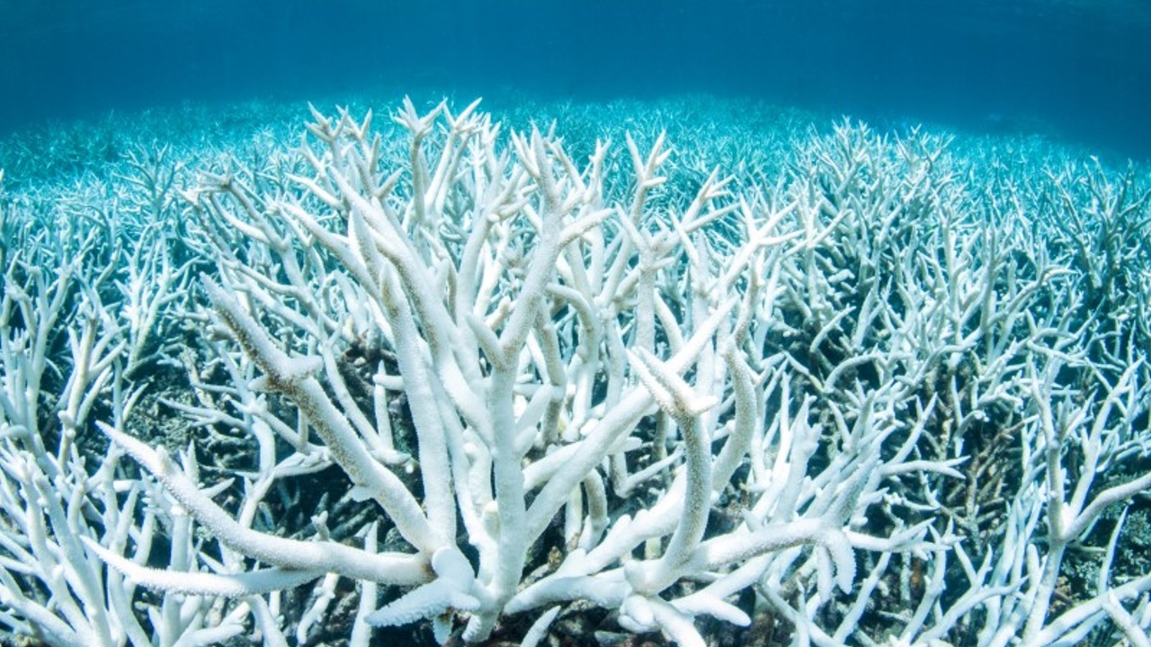 Австралия выделит полмиллиона долларов на защиту Барьерного рифа