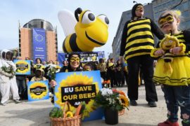 ЕС вводит запрет на пестициды, убивающие пчёл