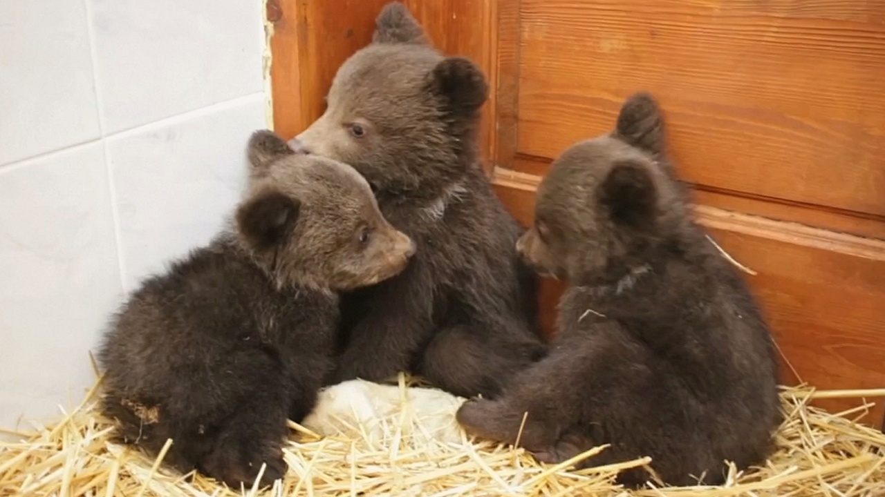 В Болгарии выхаживают диких медвежат, оставшихся без мамы