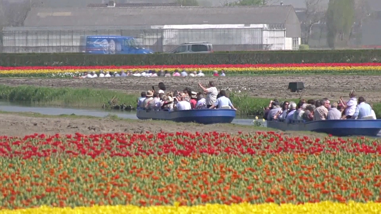 Тысячи туристов спешат в парк Кёкенхоф посмотреть на поля тюльпанов