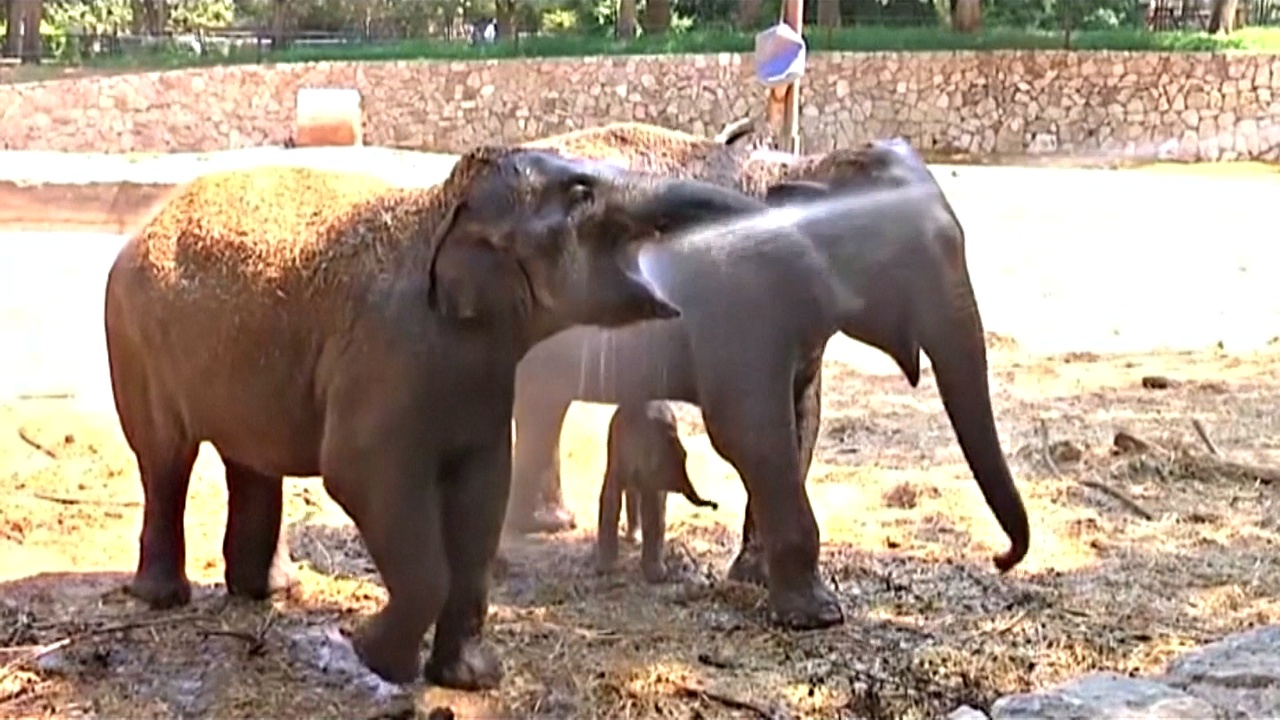 Всё больше азиатских слонов убивают ради кожи