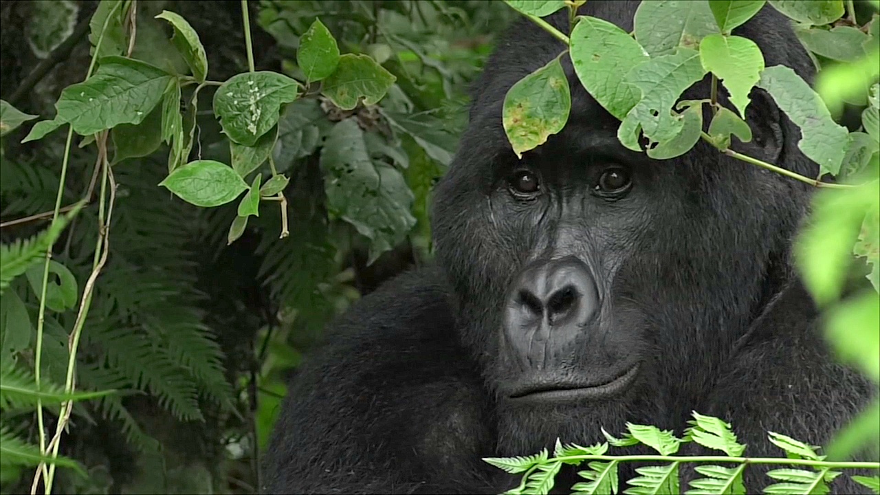 В Уганде проводят перепись горных горилл