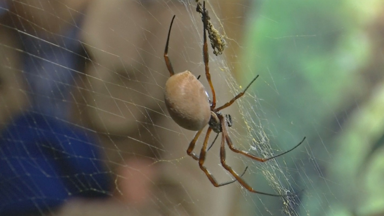 Лондонский зоопарк помогает избавиться от боязни пауков