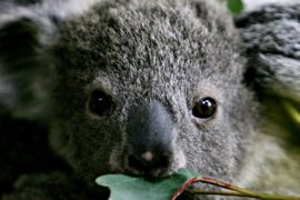 В Новом Южном Уэльсе будут спасать коал от вымирания