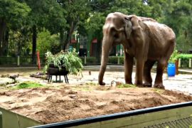 После 52 лет жизни в неволе слониху перевезут в заповедник