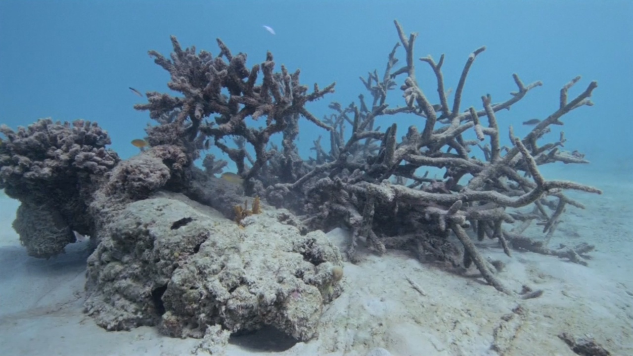 У берегов Самоа массово погибли кораллы