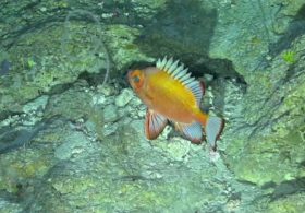 У Бермудских островов нашли 100 новых видов морских организмов