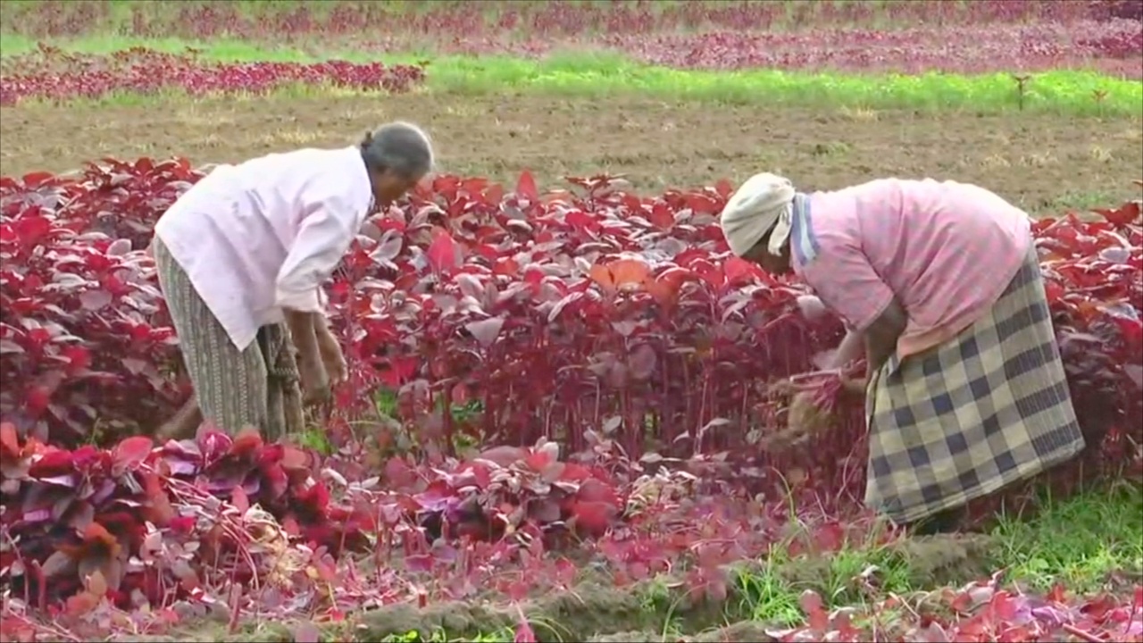 Индийские фермеры переключаются с риса на шпинат