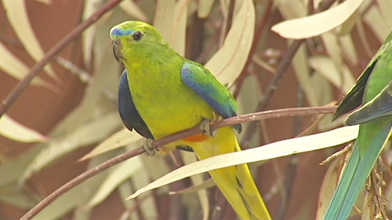 В Австралии спасают от вымирания золотистобрюхих попугайчиков