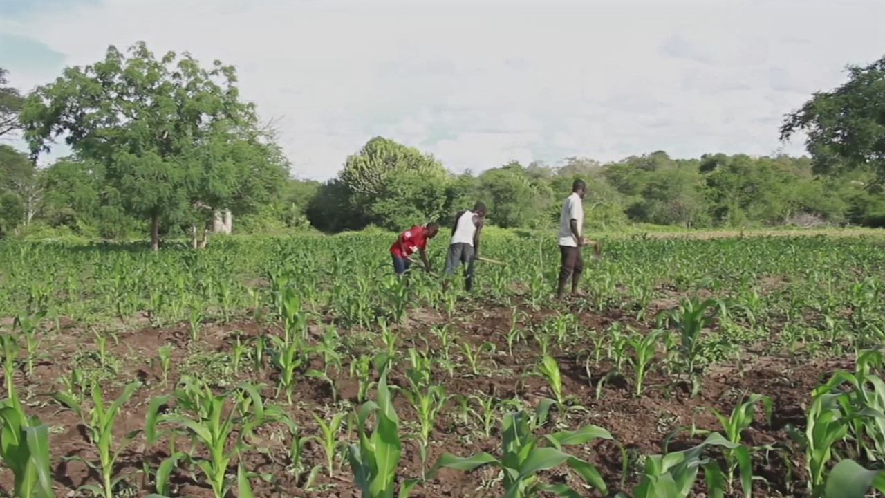 «Удалённое фермерство»: приложение помогает следить за посевами
