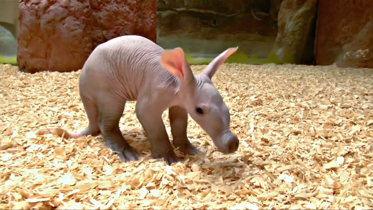 Малыш-трубкозуб со свиным пятачком дебютировал в зоопарке Праги