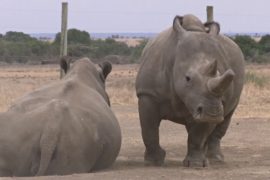 Учёные сделали ещё один шаг к спасению северного белого носорога