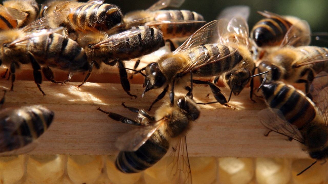 Всемирный день пчёл впервые отметили в Словении