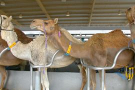 В ОАЭ детское питание будут делать из верблюжьего молока