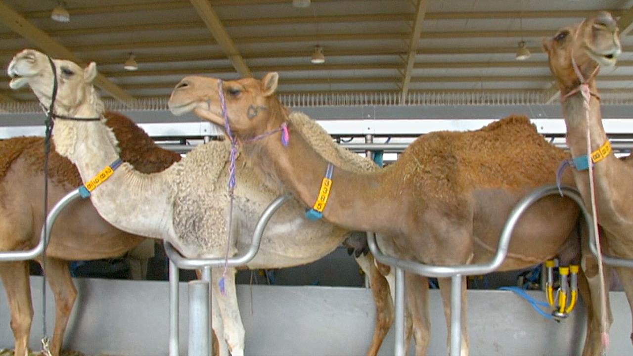 В ОАЭ детское питание будут делать из верблюжьего молока