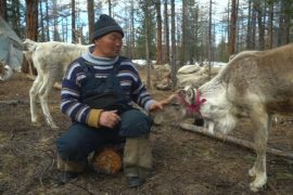 В Монголии оленеводы-кочевники сохраняют традиционный образ жизни