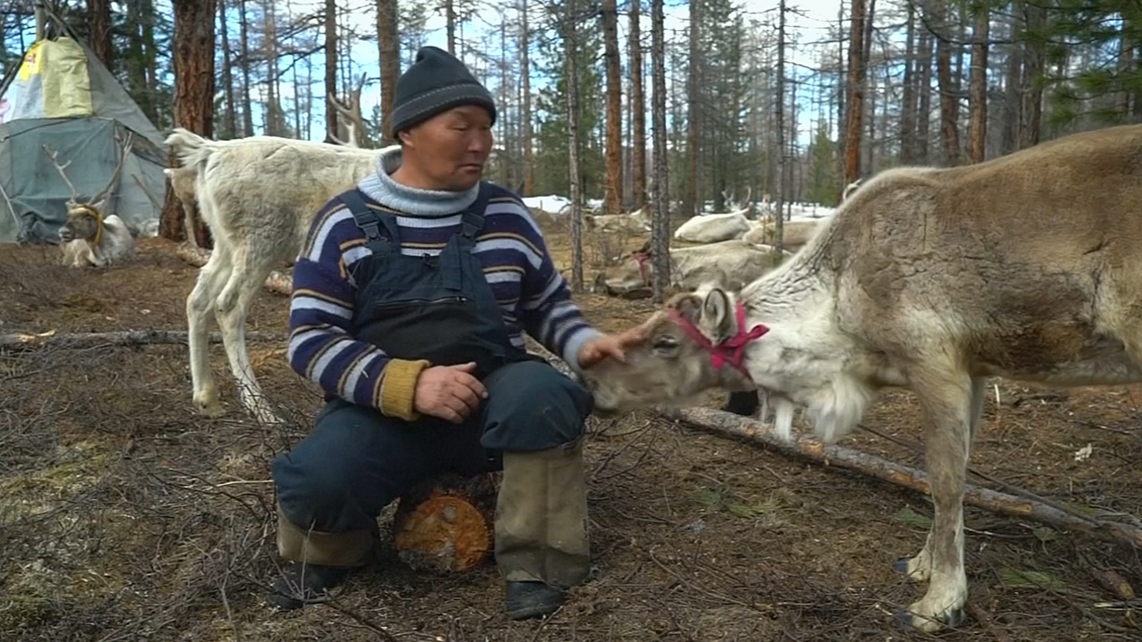 В Монголии оленеводы-кочевники сохраняют традиционный образ жизни