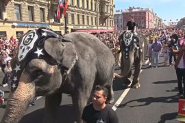 Слоны на Невском: как в Санкт-Петербурге отмечали День города