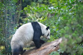 Две старейшие в мире панды вне Китая живут в зоопарке Мехико